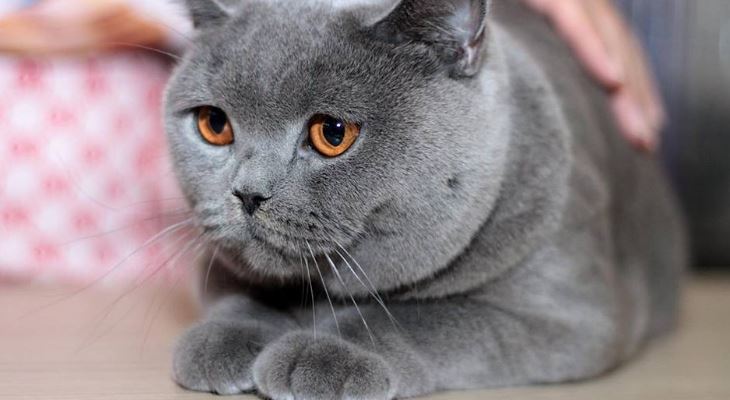 maltese cat breed
