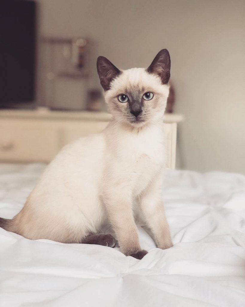Colorpoint Cat Facts With Pictures colorpoint-cat-facts-with-pictures